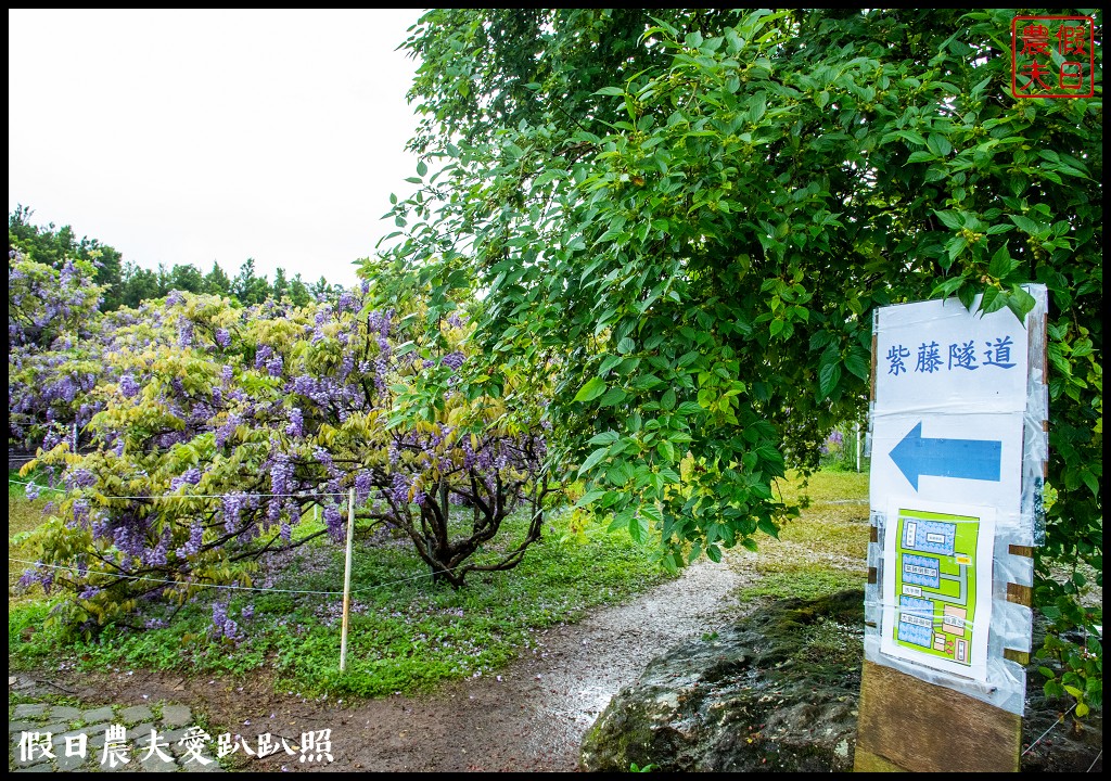 紫藤咖啡園水源園區|全台最長紫藤隧道在這裡|2024營業時間交通停車資訊 @假日農夫愛趴趴照