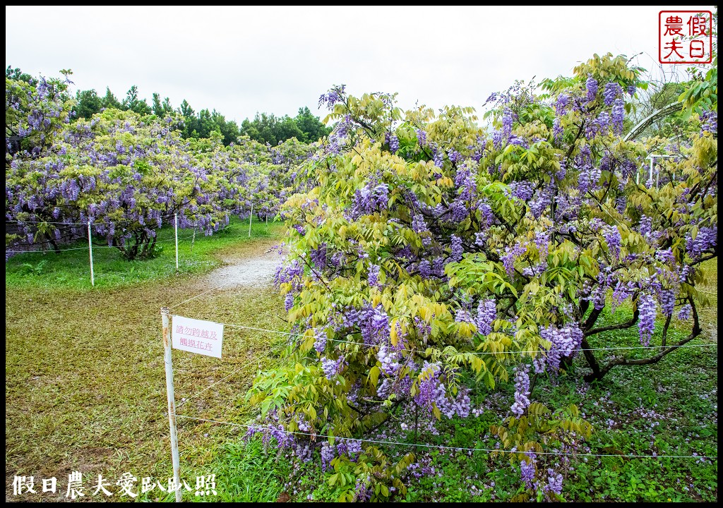 紫藤咖啡園水源園區|全台最長紫藤隧道在這裡|2024營業時間交通停車資訊 @假日農夫愛趴趴照