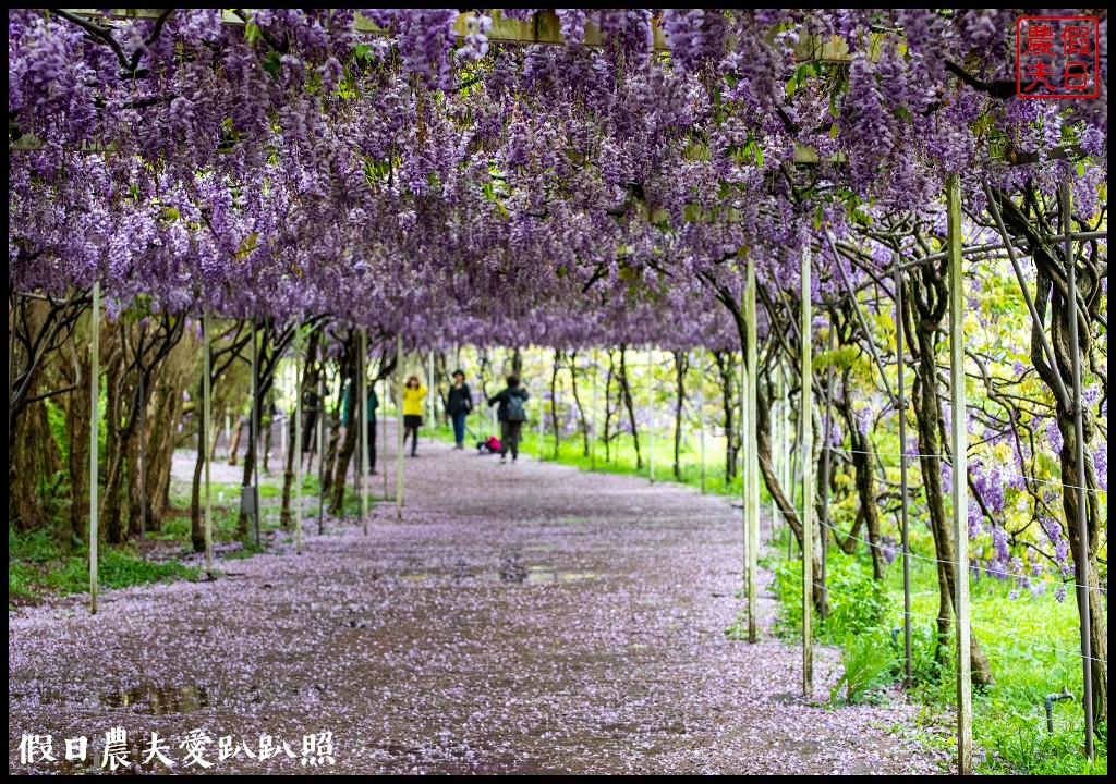 紫藤咖啡園水源園區|全台最長紫藤隧道在這裡|2024營業時間交通停車資訊 @假日農夫愛趴趴照