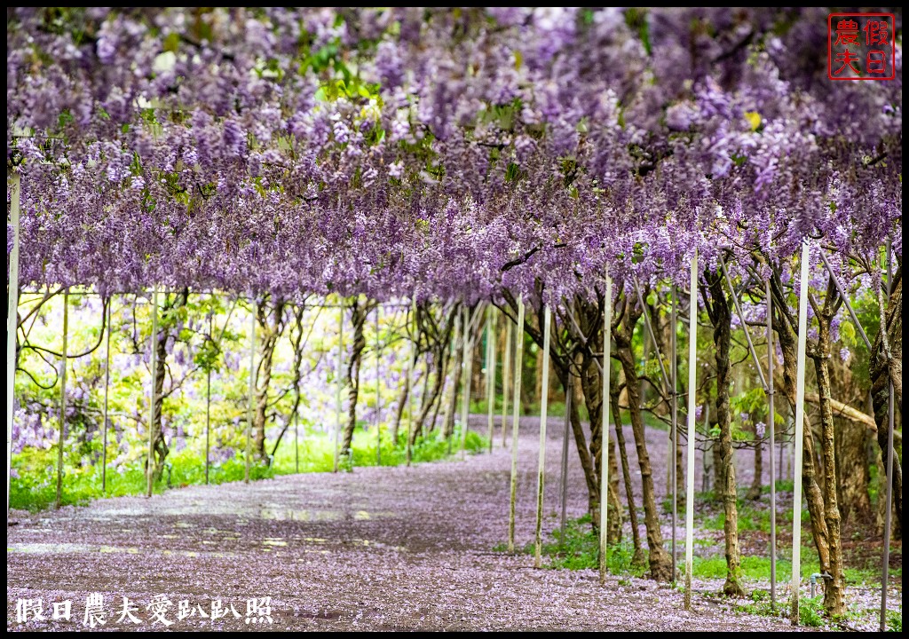 紫藤咖啡園水源園區|全台最長紫藤隧道在這裡|2024營業時間交通停車資訊 @假日農夫愛趴趴照