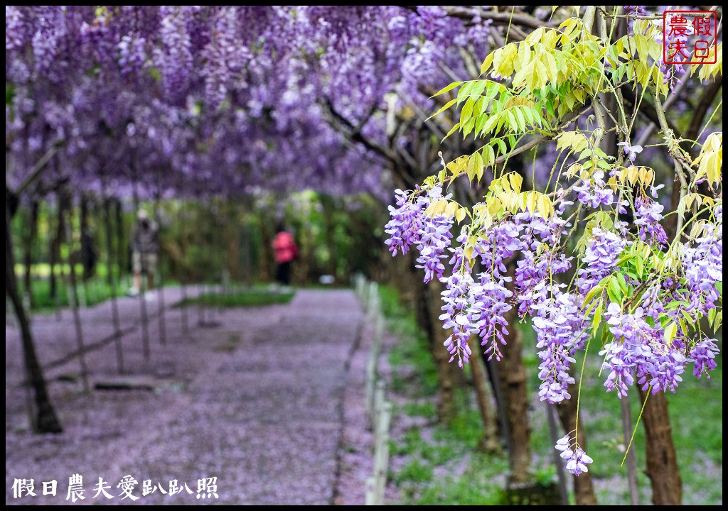 紫藤咖啡園水源園區|全台最長紫藤隧道在這裡|2024營業時間交通停車資訊 @假日農夫愛趴趴照