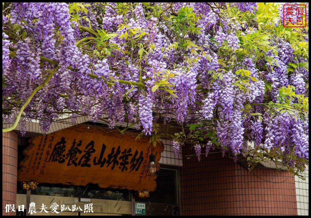 紫色浪漫風暴來襲|瑞里紫藤花季開始了一日遊怎麼玩 @假日農夫愛趴趴照