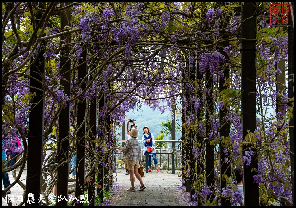 賞紫藤吃美食|瑞里茶壺民宿餐廳二人無菜單合菜只要600元起 @假日農夫愛趴趴照