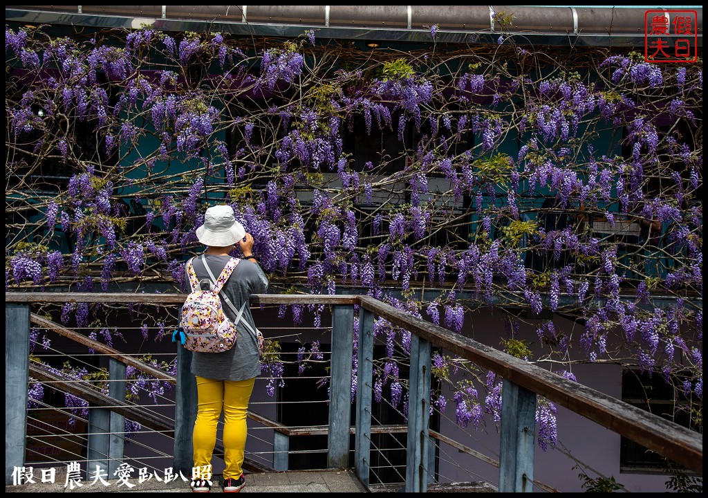 紫色浪漫風暴來襲|瑞里紫藤花季開始了一日遊怎麼玩 @假日農夫愛趴趴照