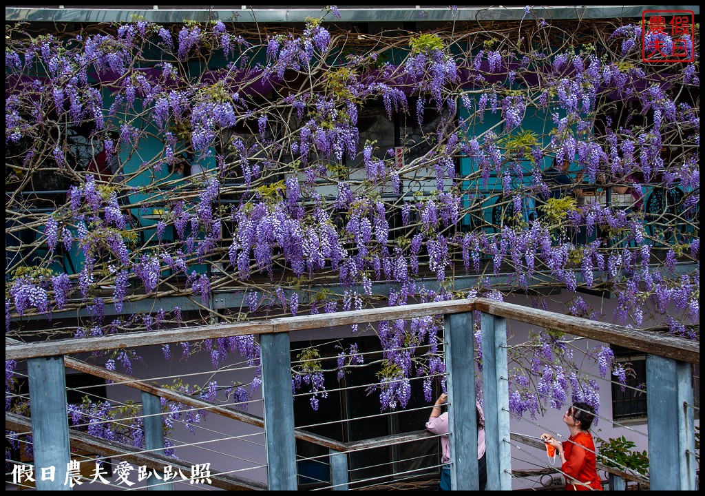 紫色浪漫風暴來襲|瑞里紫藤花季開始了一日遊怎麼玩 @假日農夫愛趴趴照