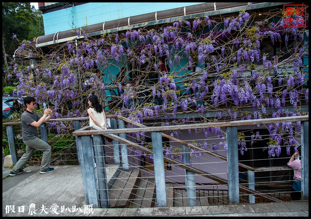 紫色浪漫風暴來襲|瑞里紫藤花季開始了一日遊怎麼玩 @假日農夫愛趴趴照