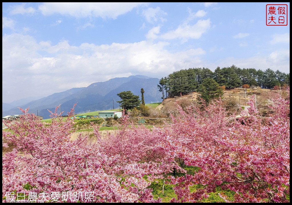 福壽山農場千櫻園富士櫻昭和櫻盛開|大島櫻準備接棒 @假日農夫愛趴趴照