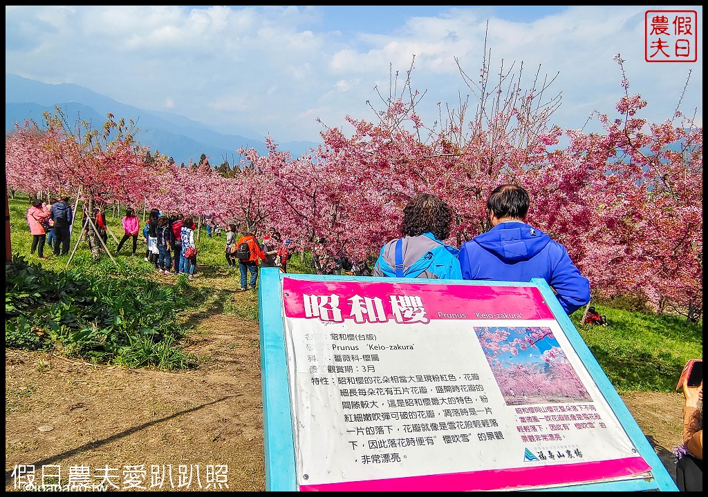 福壽山農場千櫻園富士櫻昭和櫻盛開|大島櫻準備接棒 @假日農夫愛趴趴照