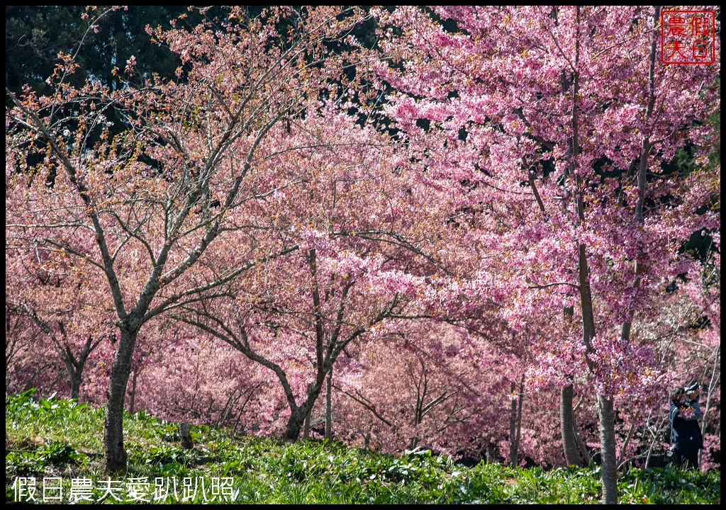 福壽山農場千櫻園富士櫻昭和櫻盛開|大島櫻準備接棒 @假日農夫愛趴趴照