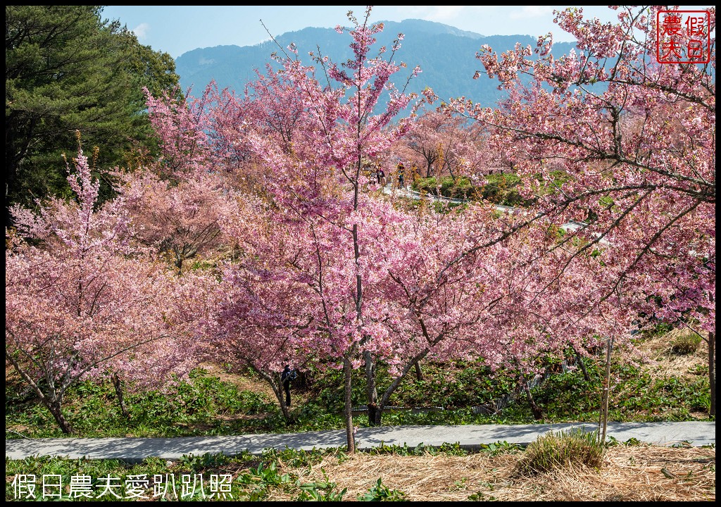 福壽山農場千櫻園富士櫻昭和櫻盛開|大島櫻準備接棒 @假日農夫愛趴趴照