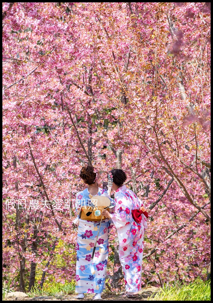 福壽山農場千櫻園富士櫻昭和櫻盛開|大島櫻準備接棒 @假日農夫愛趴趴照