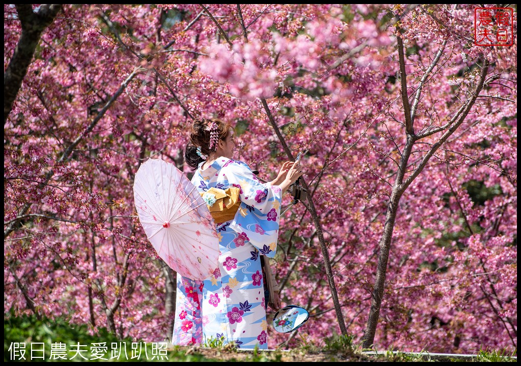 福壽山農場千櫻園富士櫻昭和櫻盛開|大島櫻準備接棒 @假日農夫愛趴趴照