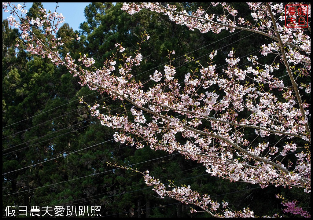 福壽山農場千櫻園富士櫻昭和櫻盛開|大島櫻準備接棒 @假日農夫愛趴趴照