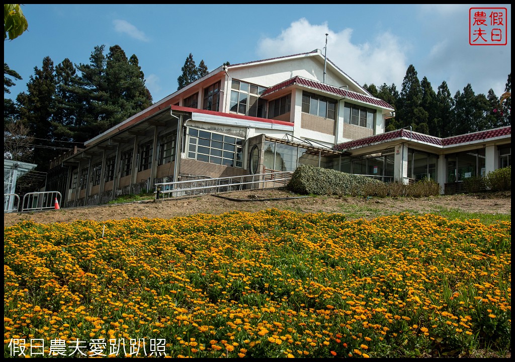 福壽山農場千櫻園富士櫻昭和櫻盛開|大島櫻準備接棒 @假日農夫愛趴趴照