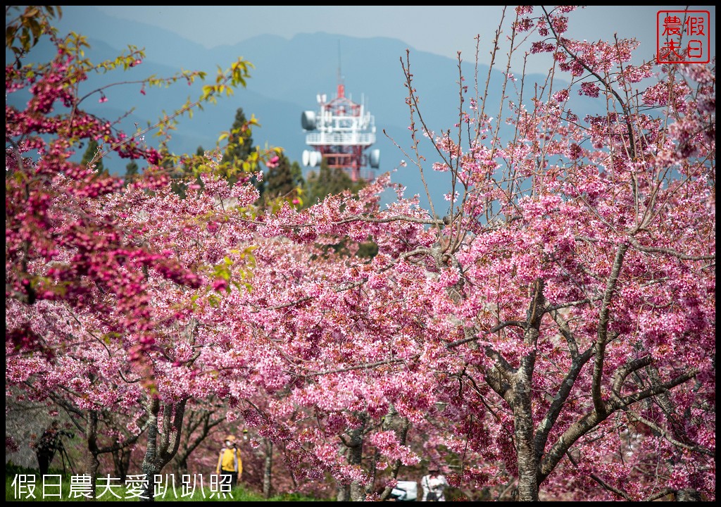 福壽山農場千櫻園富士櫻昭和櫻盛開|大島櫻準備接棒 @假日農夫愛趴趴照