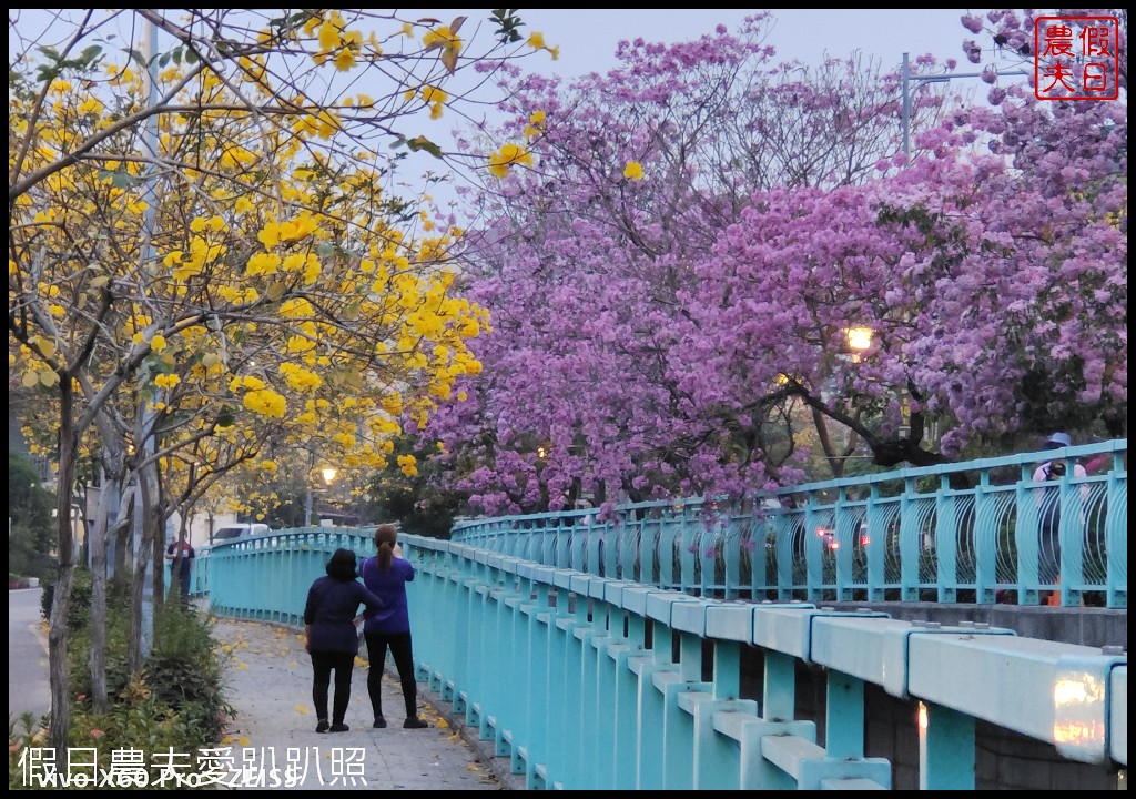 最美人行道|福崗路雙色風鈴木搭配蒂芙妮藍的欄杆好繽紛 @假日農夫愛趴趴照