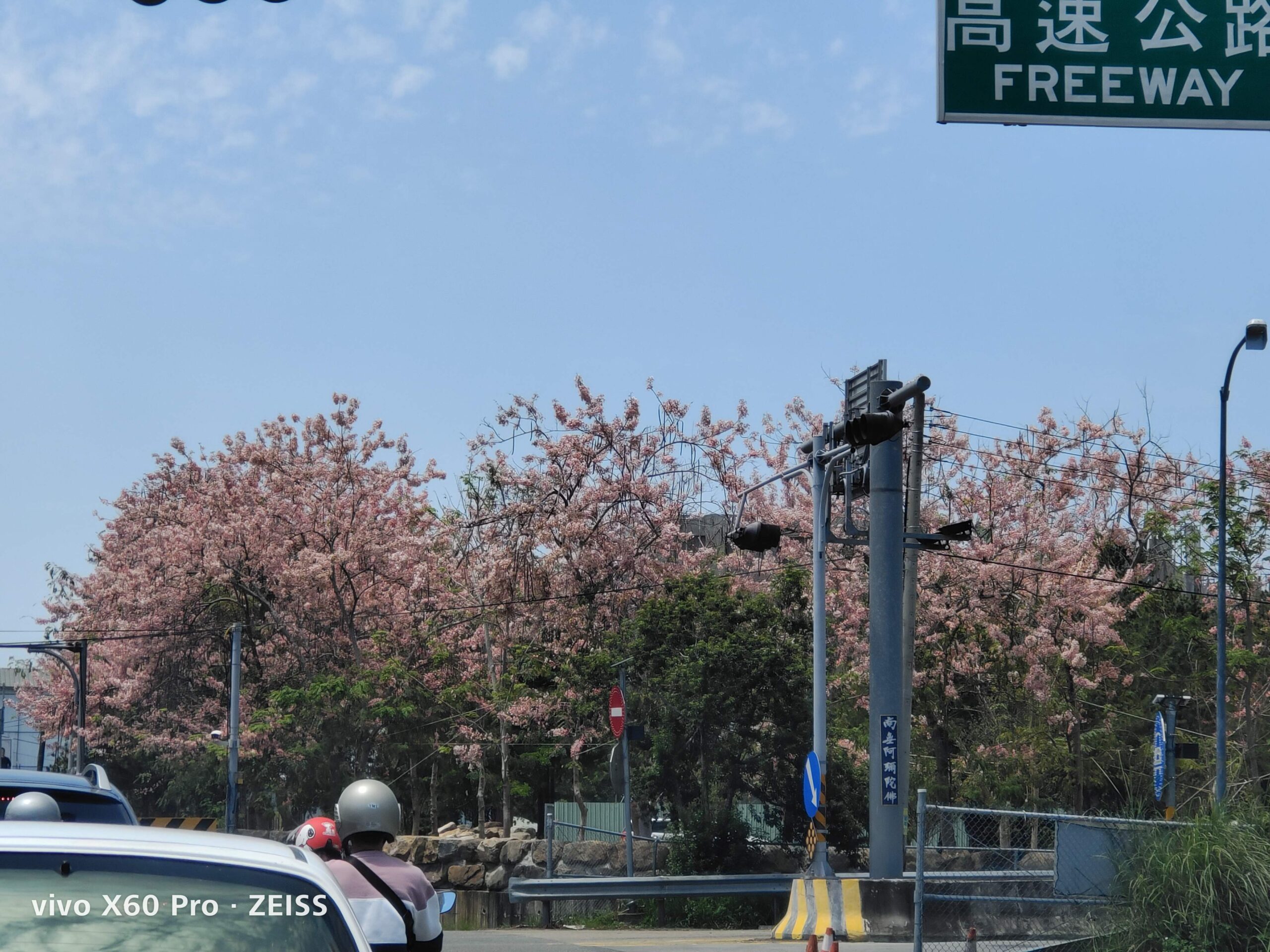 埔里免費賞花景點|國道六號埔里端花旗木&#038;內埔飛場藍花楹 @假日農夫愛趴趴照