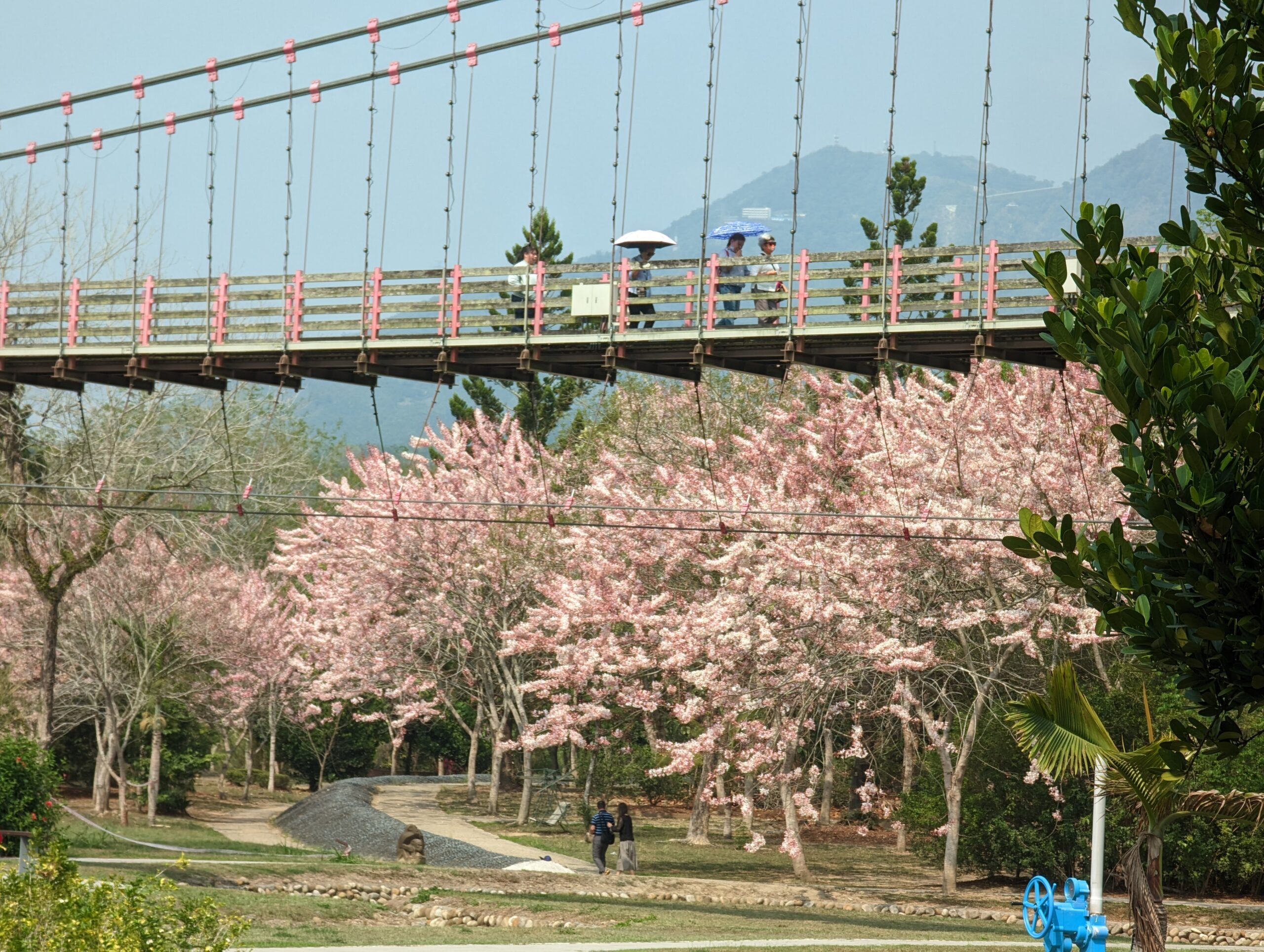 竹崎親水公園花旗木開了|順遊阿里山鐵路登山起點竹崎車站 @假日農夫愛趴趴照