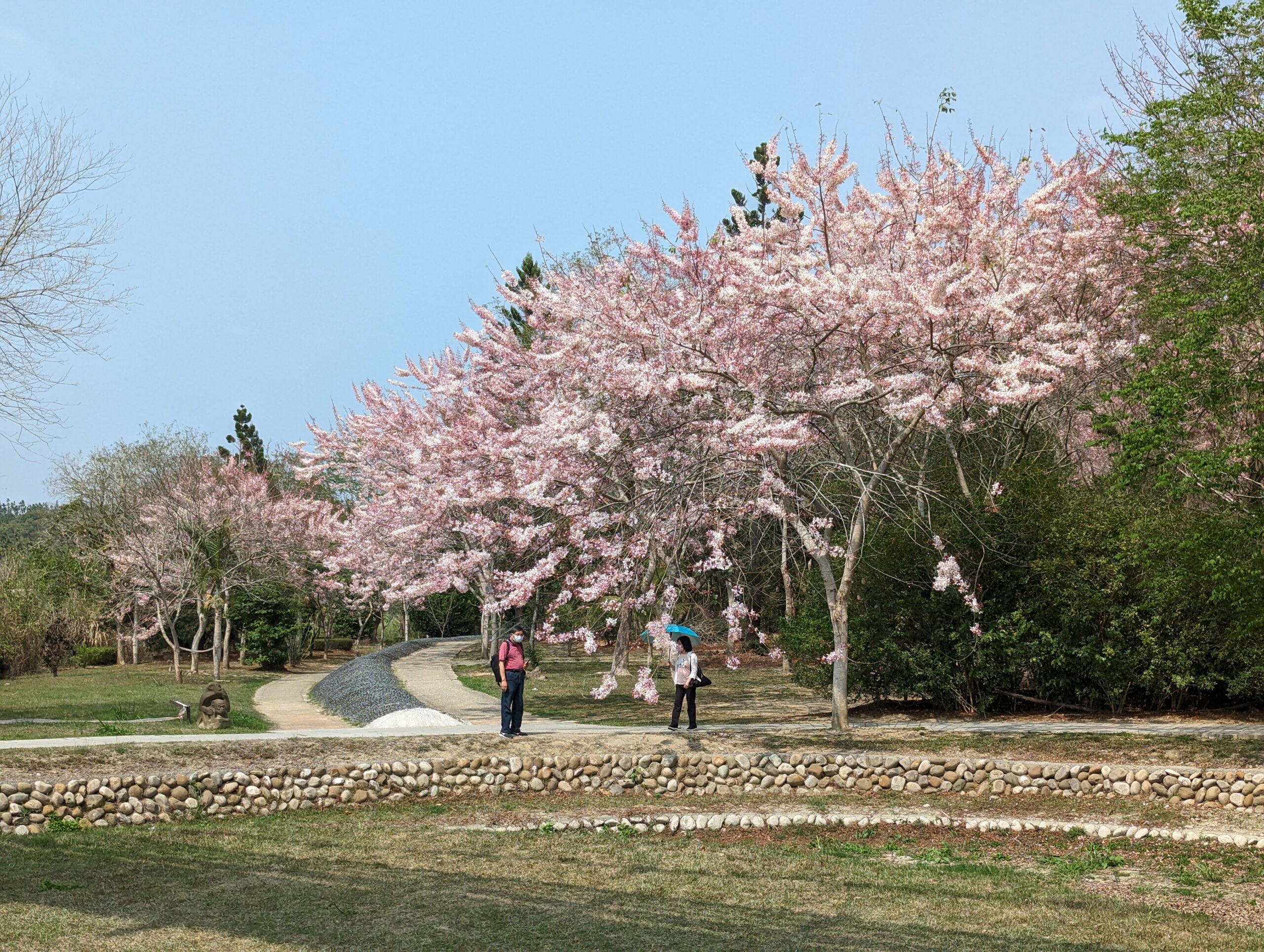 竹崎親水公園花旗木開了|順遊阿里山鐵路登山起點竹崎車站 @假日農夫愛趴趴照