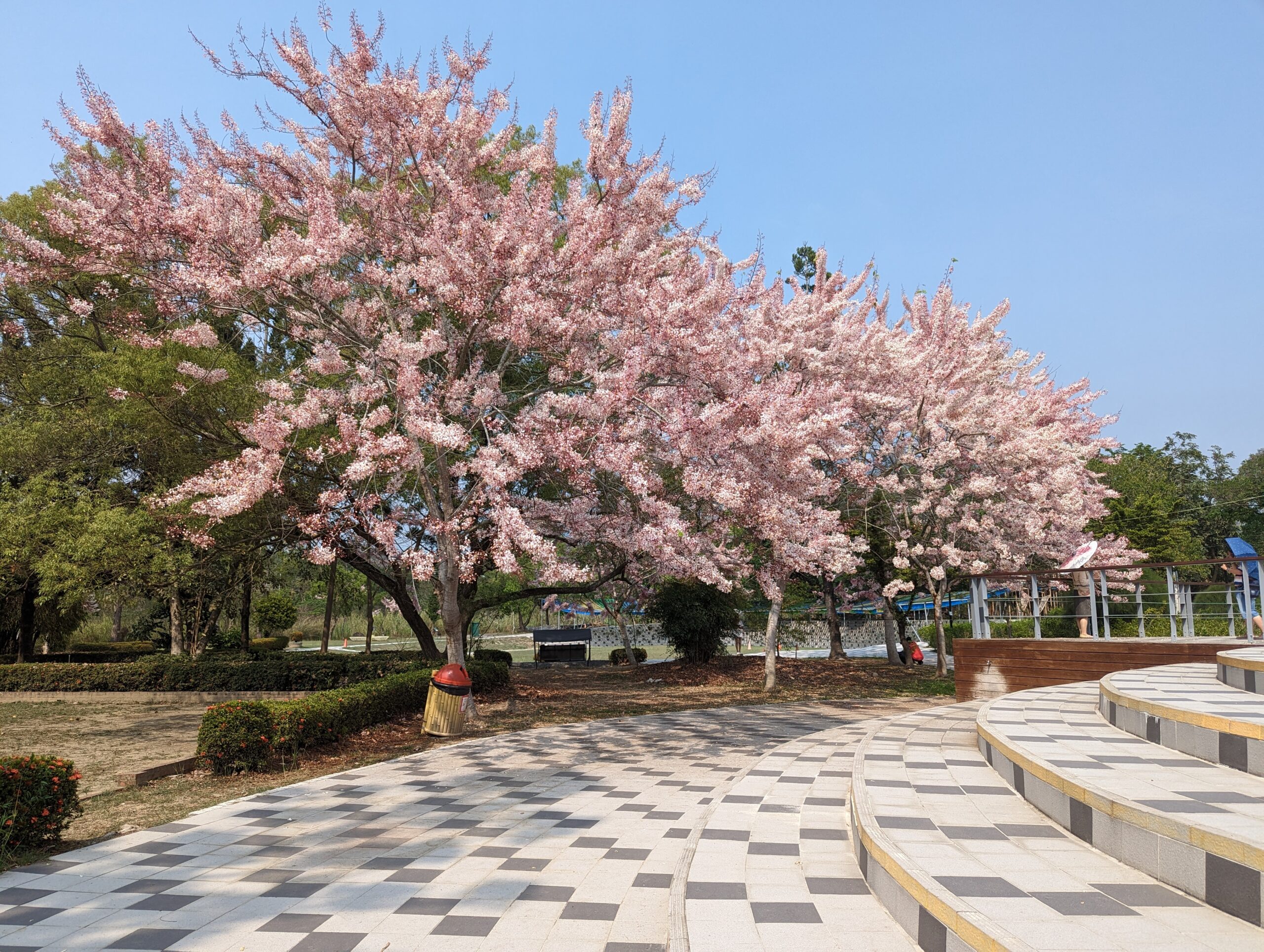 竹崎親水公園花旗木開了|順遊阿里山鐵路登山起點竹崎車站 @假日農夫愛趴趴照