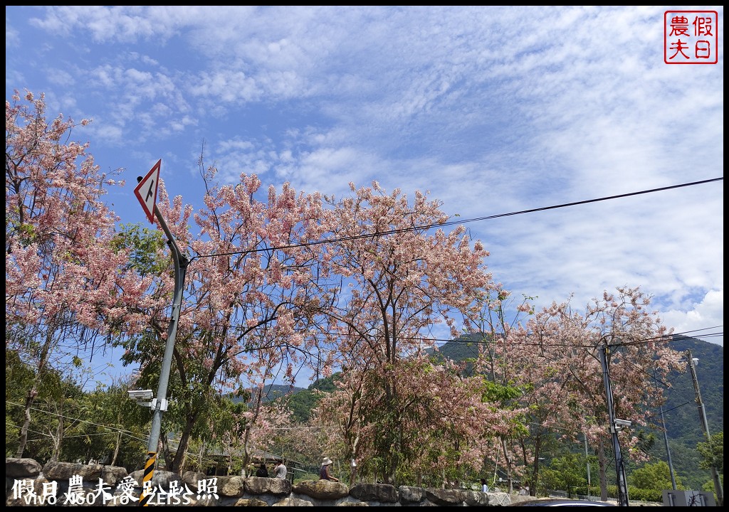 埔里免費賞花景點|國道六號埔里端花旗木&#038;內埔飛場藍花楹 @假日農夫愛趴趴照