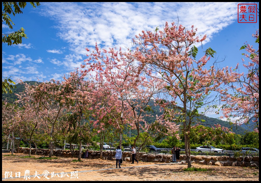 埔里免費賞花景點|國道六號埔里端花旗木&#038;內埔飛場藍花楹 @假日農夫愛趴趴照