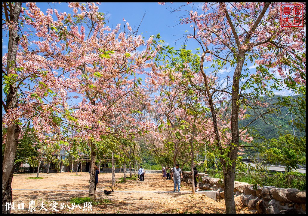 埔里免費賞花景點|國道六號埔里端花旗木&#038;內埔飛場藍花楹 @假日農夫愛趴趴照