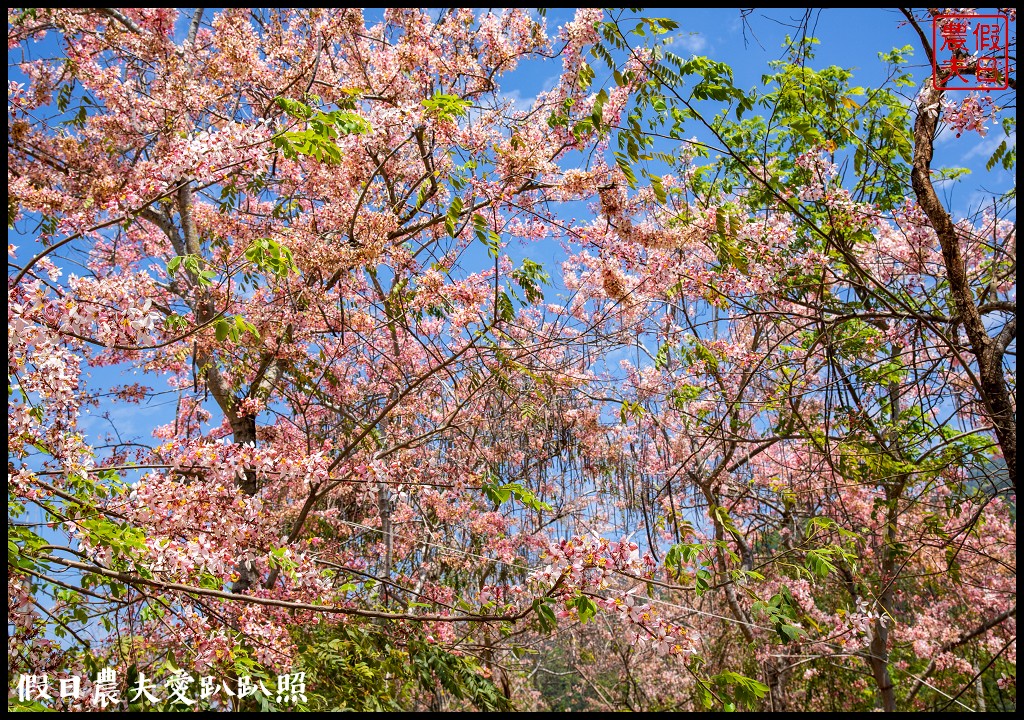 埔里免費賞花景點|國道六號埔里端花旗木&#038;內埔飛場藍花楹 @假日農夫愛趴趴照