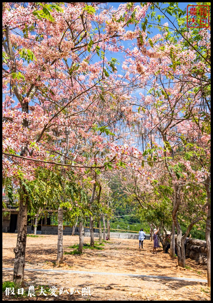 埔里免費賞花景點|國道六號埔里端花旗木&#038;內埔飛場藍花楹 @假日農夫愛趴趴照