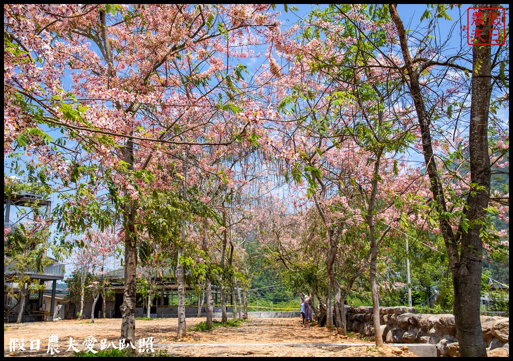 埔里免費賞花景點|國道六號埔里端花旗木&#038;內埔飛場藍花楹 @假日農夫愛趴趴照