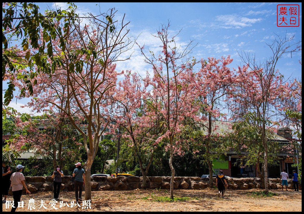 埔里免費賞花景點|國道六號埔里端花旗木&#038;內埔飛場藍花楹 @假日農夫愛趴趴照