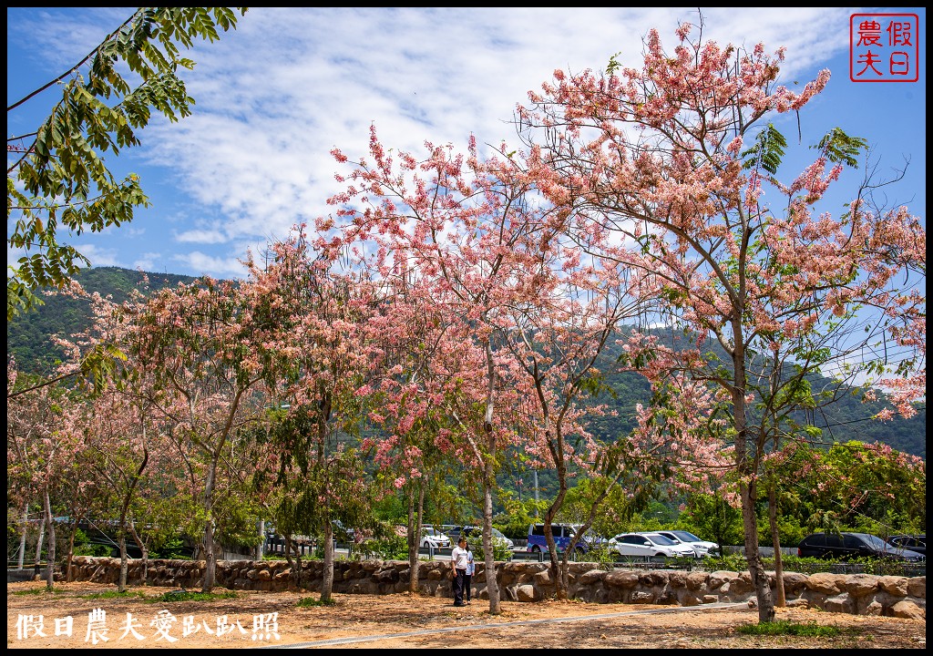 埔里免費賞花景點|國道六號埔里端花旗木&#038;內埔飛場藍花楹 @假日農夫愛趴趴照