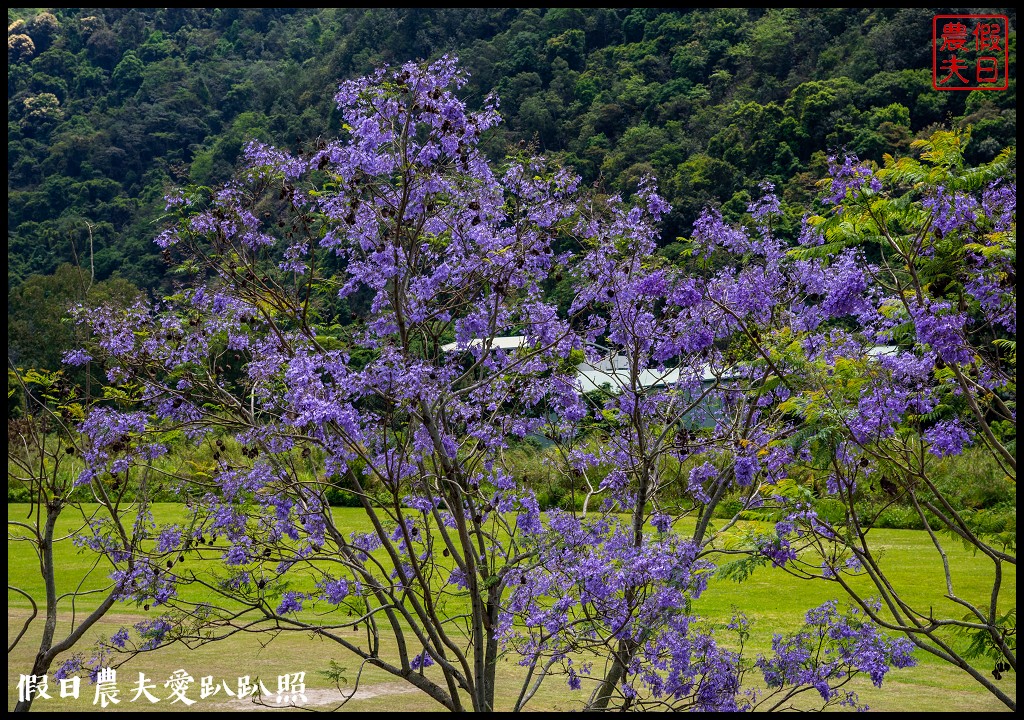 埔里免費賞花景點|國道六號埔里端花旗木&#038;內埔飛場藍花楹 @假日農夫愛趴趴照