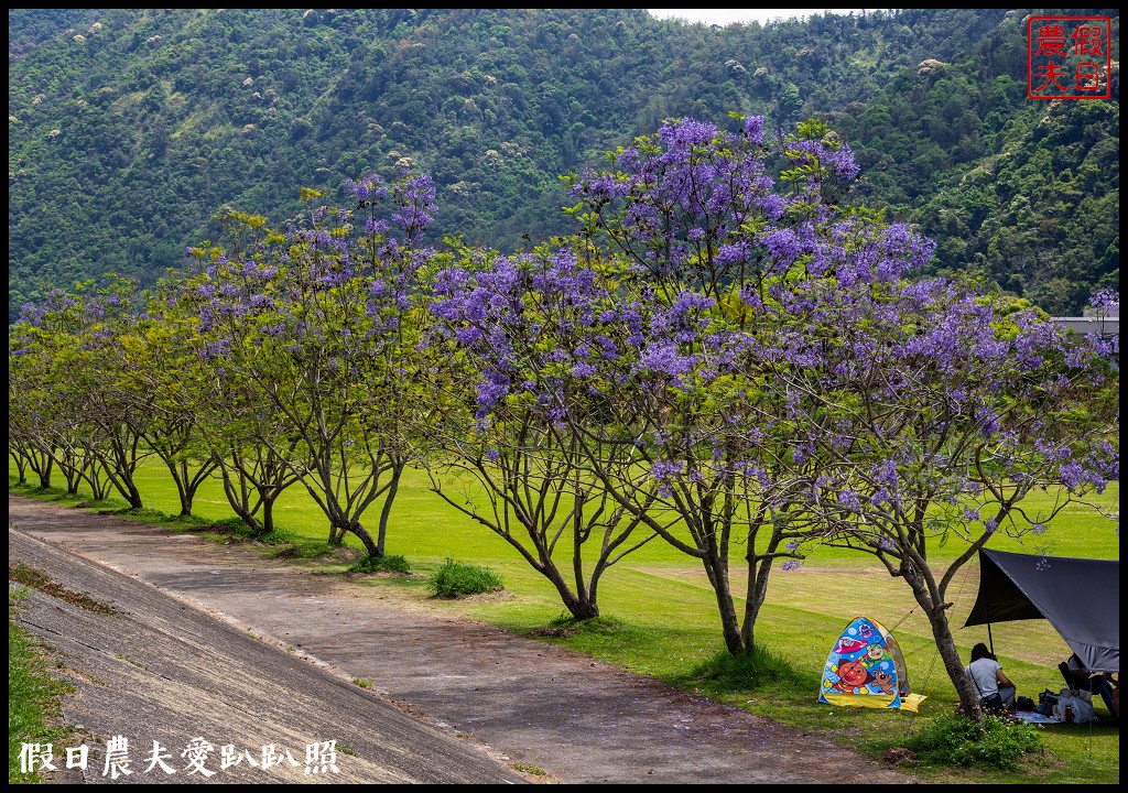 埔里免費賞花景點|國道六號埔里端花旗木&#038;內埔飛場藍花楹 @假日農夫愛趴趴照