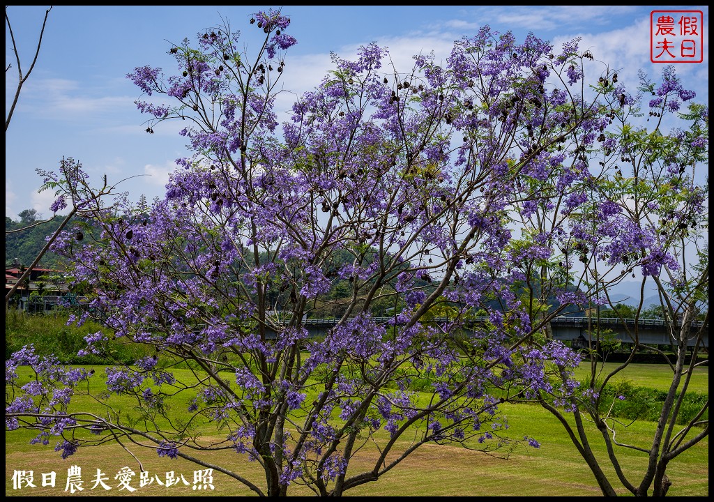 埔里免費賞花景點|國道六號埔里端花旗木&#038;內埔飛場藍花楹 @假日農夫愛趴趴照