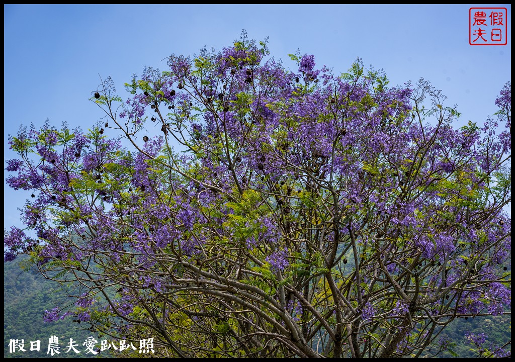 埔里免費賞花景點|國道六號埔里端花旗木&#038;內埔飛場藍花楹 @假日農夫愛趴趴照