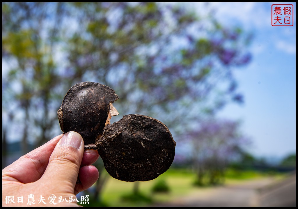 埔里免費賞花景點|國道六號埔里端花旗木&#038;內埔飛場藍花楹 @假日農夫愛趴趴照