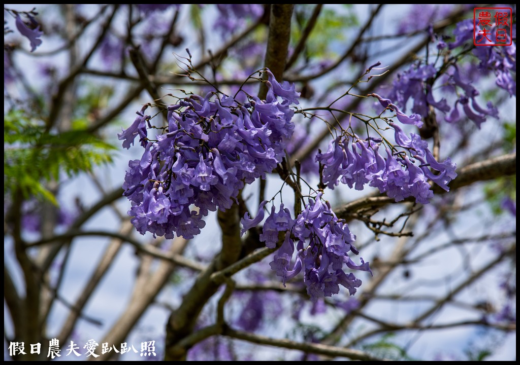 埔里免費賞花景點|國道六號埔里端花旗木&#038;內埔飛場藍花楹 @假日農夫愛趴趴照