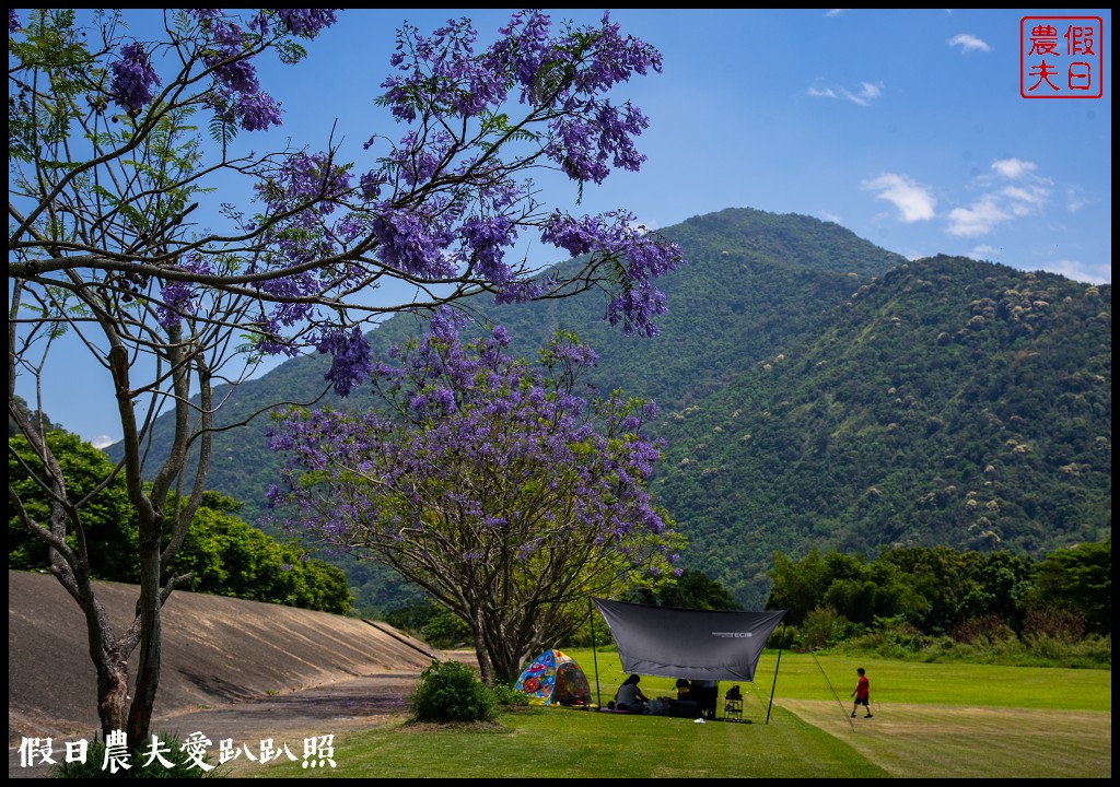 埔里免費賞花景點|國道六號埔里端花旗木&#038;內埔飛場藍花楹 @假日農夫愛趴趴照