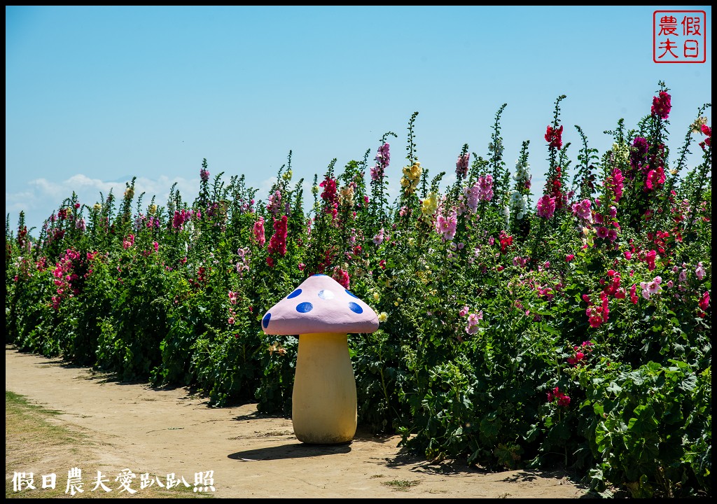 唸戀學甲蜀葵花文化節|QQ動物花友會鼠尾草花海百日草花海也很好拍 @假日農夫愛趴趴照