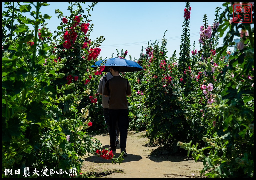 唸戀學甲蜀葵花文化節|QQ動物花友會鼠尾草花海百日草花海也很好拍 @假日農夫愛趴趴照