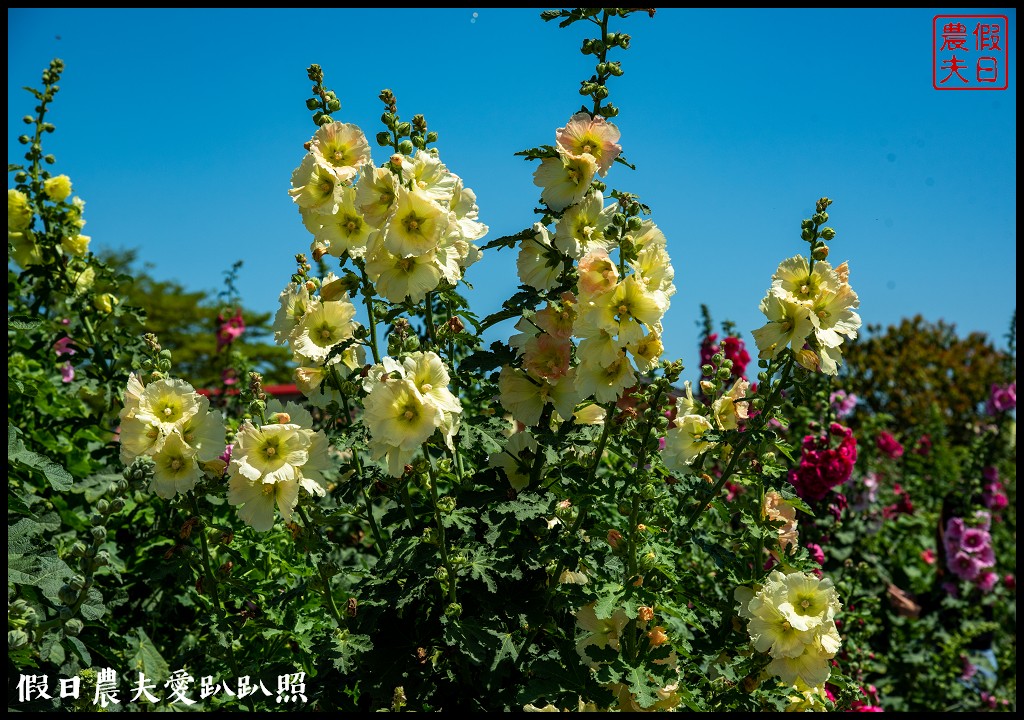 唸戀學甲蜀葵花文化節|QQ動物花友會鼠尾草花海百日草花海也很好拍 @假日農夫愛趴趴照