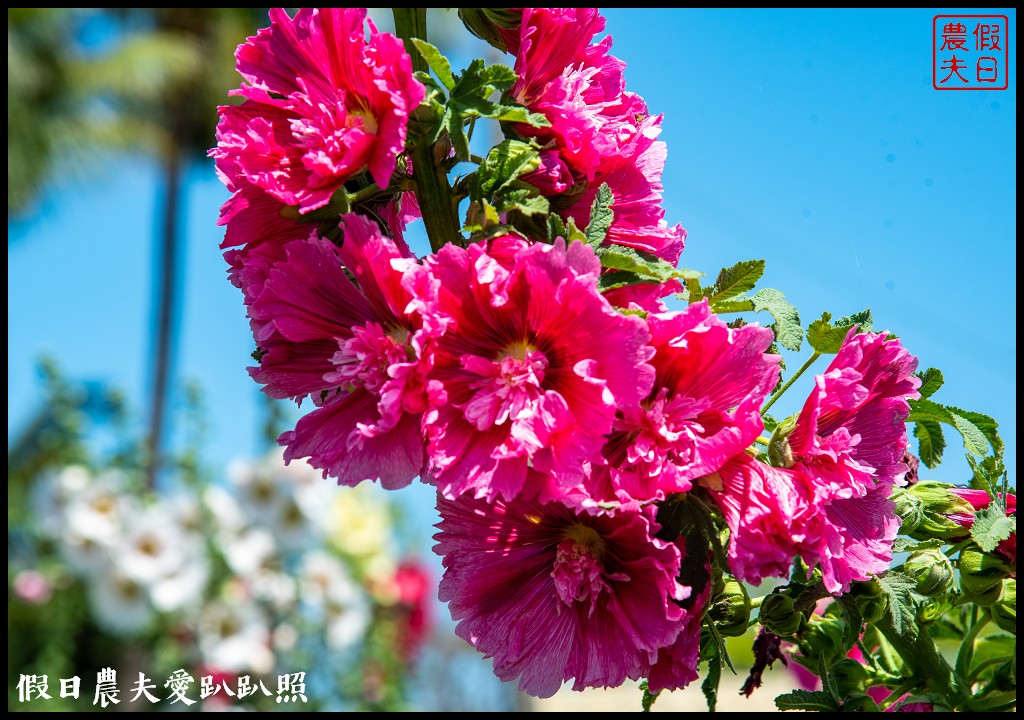 唸戀學甲蜀葵花文化節|QQ動物花友會鼠尾草花海百日草花海也很好拍 @假日農夫愛趴趴照