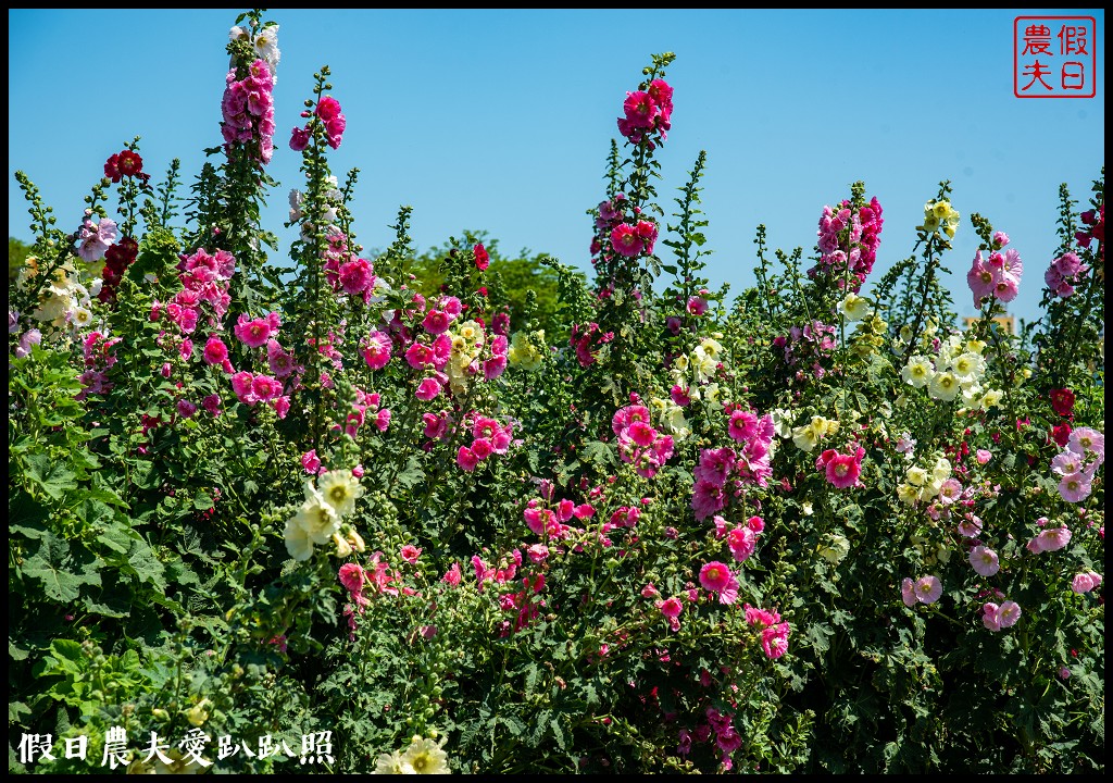 唸戀學甲蜀葵花文化節|QQ動物花友會鼠尾草花海百日草花海也很好拍 @假日農夫愛趴趴照