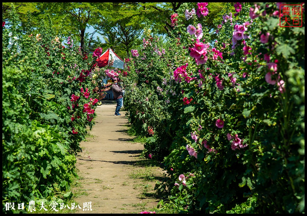 唸戀學甲蜀葵花文化節|QQ動物花友會鼠尾草花海百日草花海也很好拍 @假日農夫愛趴趴照