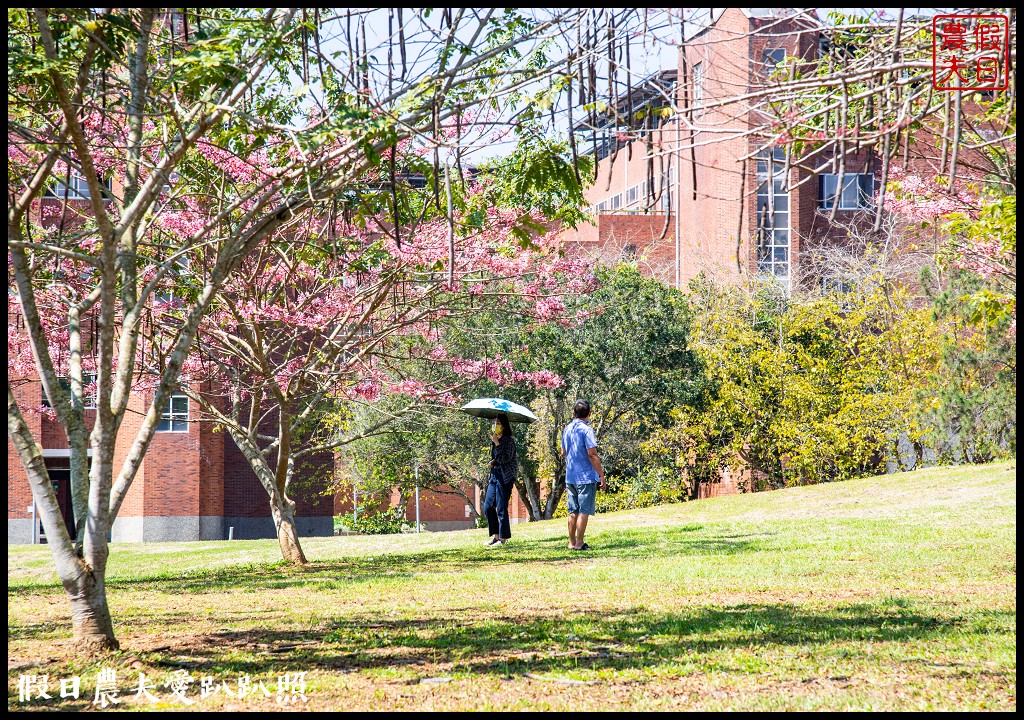 暨南大學花旗木季|同時可以欣賞桐花和藍花楹 @假日農夫愛趴趴照