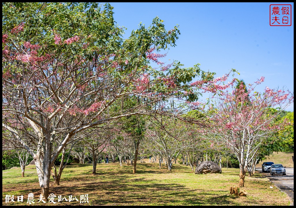 暨南大學花旗木季|同時可以欣賞桐花和藍花楹 @假日農夫愛趴趴照