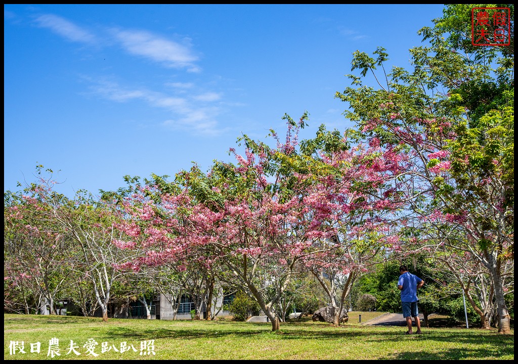 暨南大學花旗木季|同時可以欣賞桐花和藍花楹 @假日農夫愛趴趴照