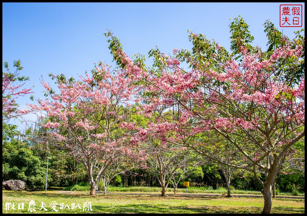 暨南大學花旗木季|同時可以欣賞桐花和藍花楹 @假日農夫愛趴趴照