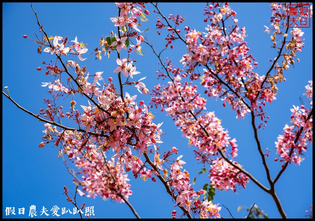 暨南大學花旗木季|同時可以欣賞桐花和藍花楹 @假日農夫愛趴趴照